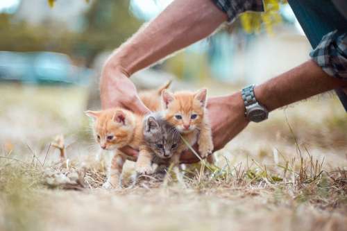 Kittens Small Hands Hold Grass Nature Summer