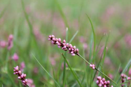 Knotweed Smartweed Wildflower Plant Pink Flowers