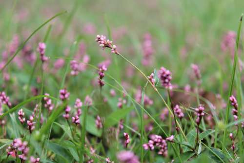 Knotweed Smartweed Wildflower Plant Pink Flowers
