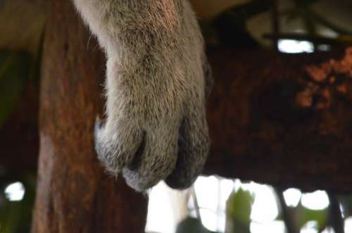 Koala Australia Brisbane Queensland Sanctuary Cute