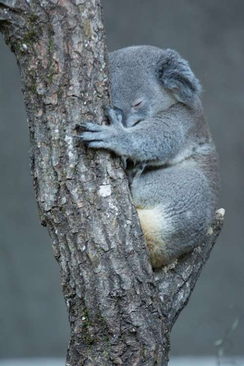 Koala Zoo Australia Animal Cute Animal World Tree