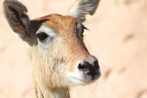 Kobus Leche Lechwe Antelope Animal