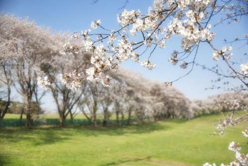 Korea Cherry Flowers Field Spring Trees