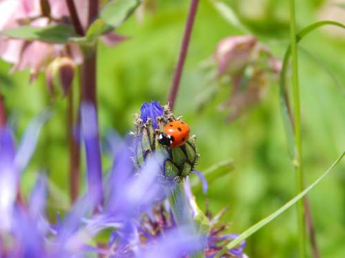 Ladybug Luck Garden Nature Siebenpunkt