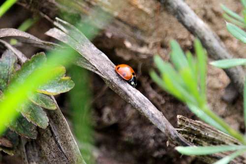 Ladybug Hiding Place Insect Points Lucky Charm