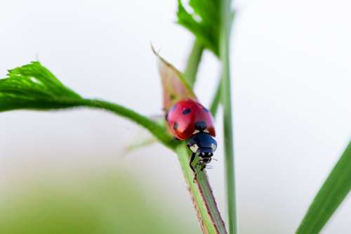 Ladybug Predator Polka Dots Hunting