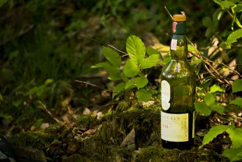 Lagavulin Whiskey Nature Tree Leaf Bottle