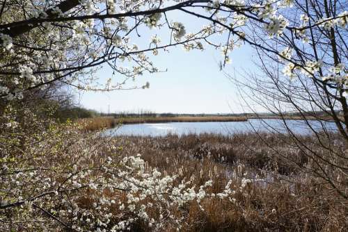 Lake Vacations Sky Water Flowers Spring Nature