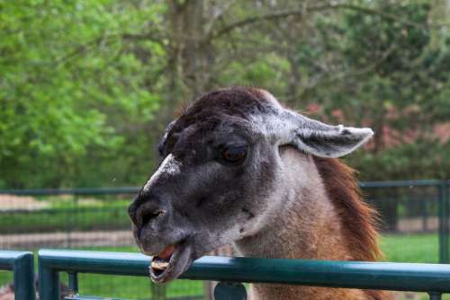Lama Animal Head Funny