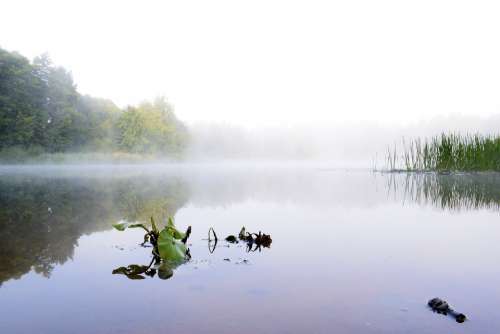 Landscape Lake Water Fog View Forest