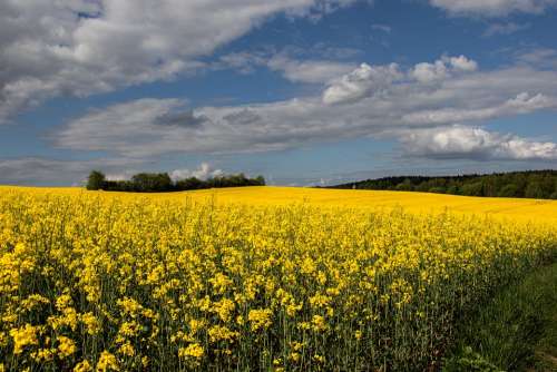 Landscape Oilseed Rape Yellow Nature Agriculture