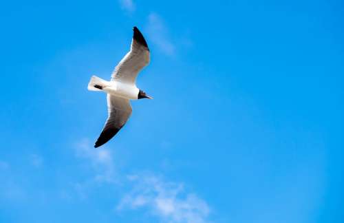 Laughing Gull Bird Seagull Bird-Photography Beach