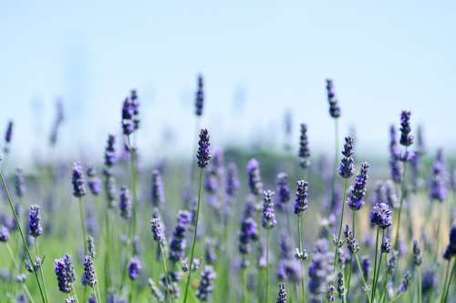 Lavender Field Natural Landscape Flower Garden