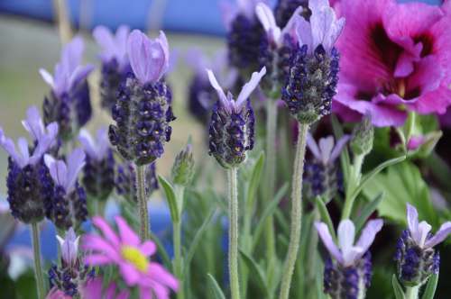 Lavender Flowers Purple Violet Nature