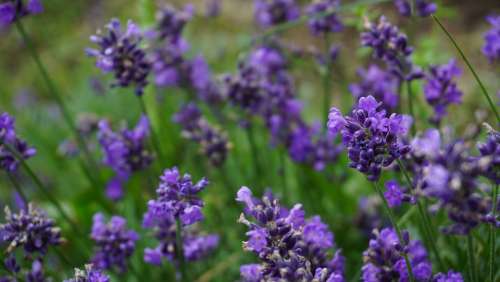 Lavender Flowers Nature Violet Purple