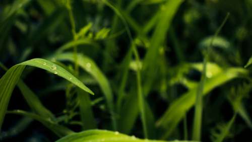 Leaf Dew Trickle Shaggy Herb Green Water Plants