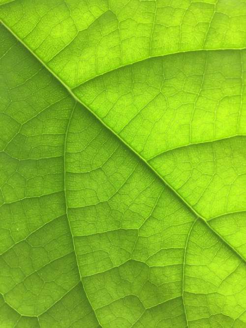 Leaf Nature Green Closeup Plant Avocado