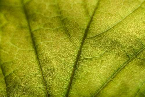 Leaf Nature Closeup Tree Atmospheric Green Macro
