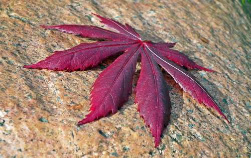 Leaf Japanese Maple Tree Nature Red Garden Spring