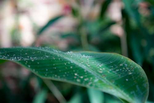 Leaf Water Drip Nature Green Rain Plant