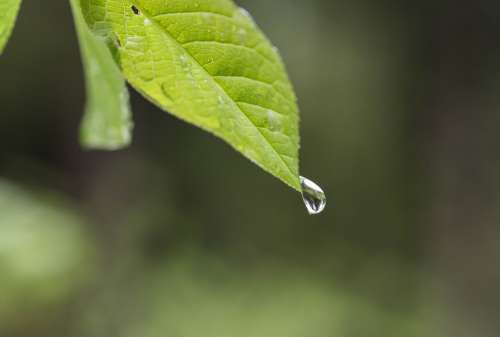 Leaf Drip Water Nature Rain Raindrop Plant Green