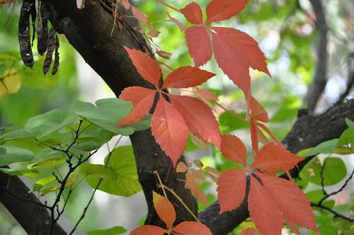 Leaves Tree Autumn Red Green Branch Nature