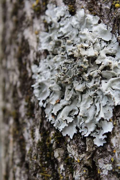 Lichen Tree Bark Nature Forest Plant Trunk