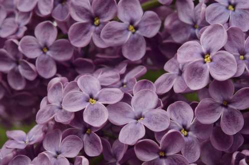 Lilac Pink Purple Flowers Garden Background