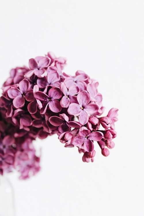 Lilac Purple Violet Pink Flowers Flora Plant May