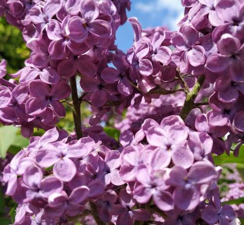 Lilac Purple Flowers The Smell Of Lilacs