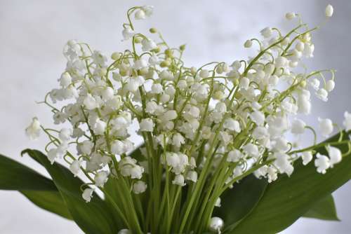 Lilies Of The Valley Flowers Spring Bouquet