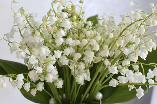 Lilies Of The Valley Flowers Spring Bouquet