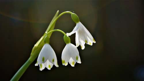 Lily Bells Flower Spring Bloom Merry Snowdrop