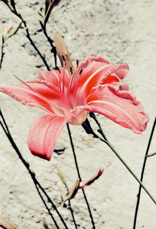 Lily Flower Nature Harmony Beautiful