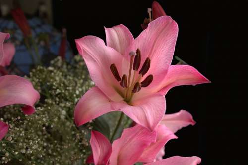 Lily Pink Blossom Flowers Plant Floral Garden