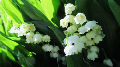 Lily Of The Valley Flower White Green Spring