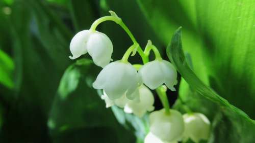 Lily Of The Valley White Flowers Green Leaf Spring
