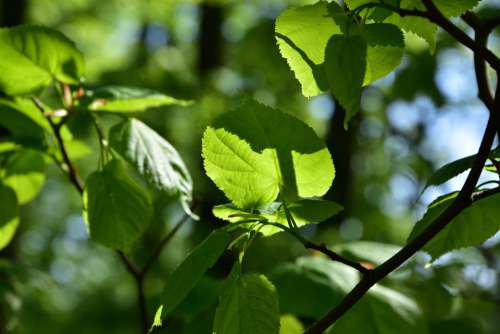 Lime Nature Shadow Branch Tree Foliage