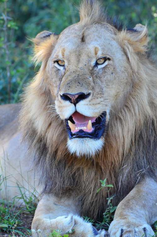 Lion Safari Predator Wildlife Male Fur Dangerous