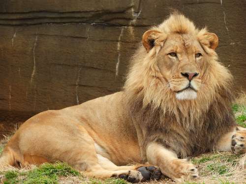 Lion Male Animal Predator Zoo Mammal