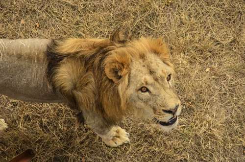 Lion Predator Africa Safari Roar