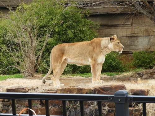 Lioness Standing Zoo Feline Cat Female African