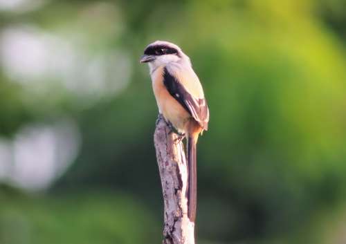 Long Tail Shrike Perched Wood Post Outdoor Wild