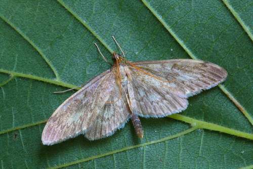 Long-Winged Pearl Moth Pyralid Insect Lepidoptera