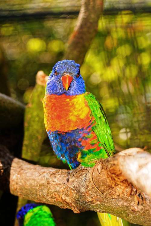 Lori Parrot Colorful Bird Bill Color Plumage