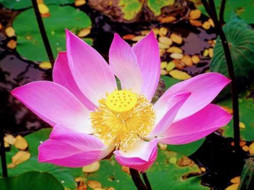 Lotus Flower Bali Pink Pond Nature Bloom Plant