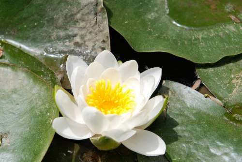 Lotus Lotus Leaf Flowers Pond Buddhism Kite Petal