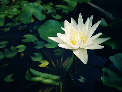 Lotus Flower Blossom Nature Plant Background