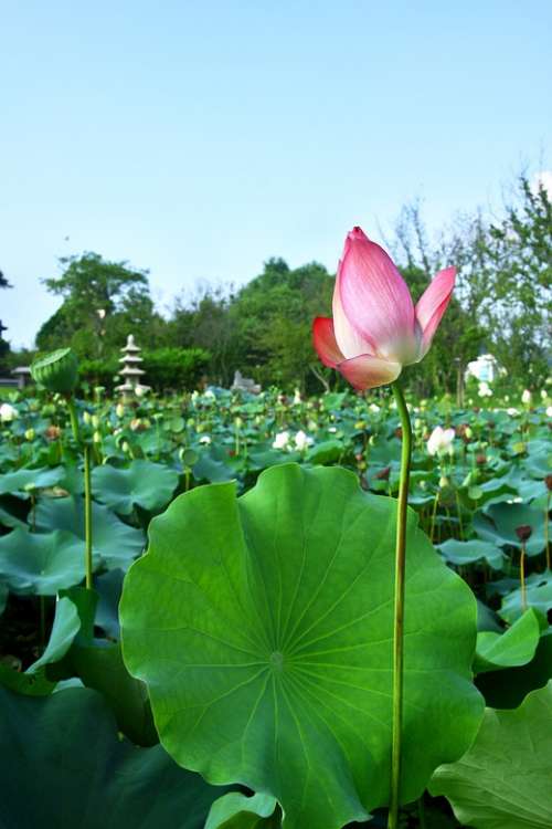 Lotus Plants Nature Pond Green Garden