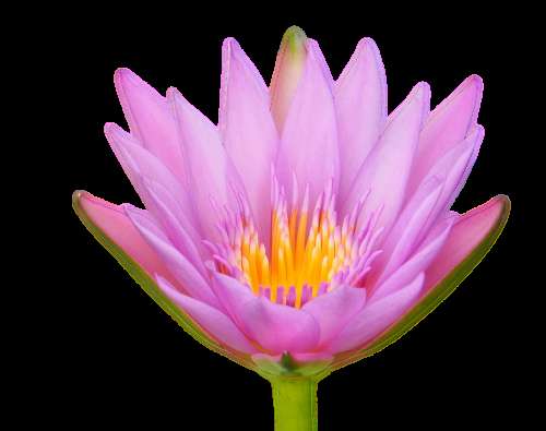 Lotus Flower Water Lily Flora Isolated Transparent